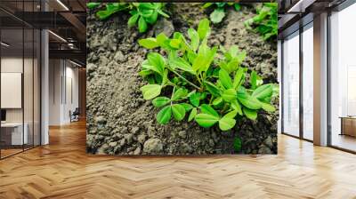 Peanut plant growth on the farm field. Selective focus. Wall mural