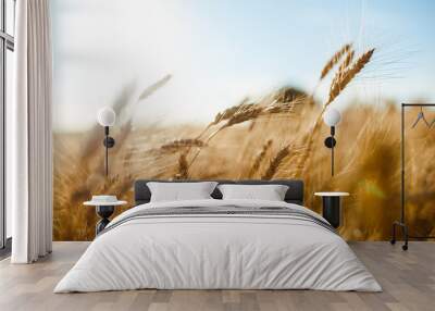 amazing agriculture sunset landscape.growth nature harvest. wheat field natural product. ears of gol Wall mural