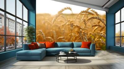 Background of ripening ears of yellow wheat field at sunset. Growth nature harvest. Agriculture farm Wall mural