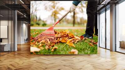 Close-up of a rake picking up fallen leaves in autumn. Man with a fan rake clears the yellow leaves from the park. Concept of volunteering, cleaning, ecology. Wall mural