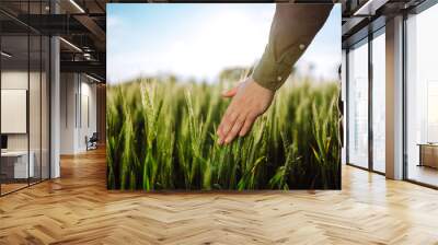 Farmer's hand touching young ears of green crop. A man with his back to the viewer in a wheat field touched the hand of thorns. Ripening ears of wheat field.  Wall mural