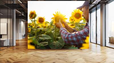 Farmer in the sunflower field.  Farmer examining crop of sunflowers in field. Organic and natural floral background. Harvesting, organic  concept. Wall mural