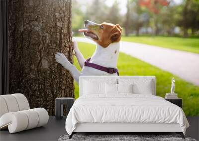 Happy active dog wearing collar  playing in fresh spring grass on sunny day. Wall mural