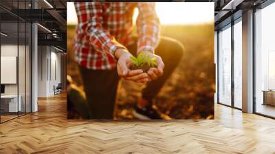 Male hands touching soil on the field. A farmer checks quality of soil before sowing. Agriculture, gardening or ecology concept. Wall mural