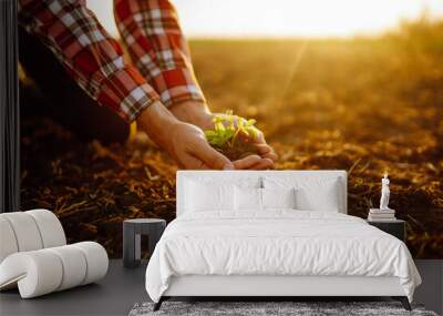 Сlose up hand of person holding abundance soil with young plant. Concept green world earth day. Agriculture, gardening or ecology concept Wall mural