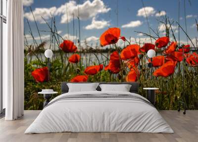 red poppy Wall mural