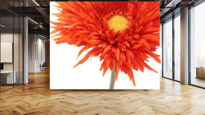 Orange daisy Wall mural