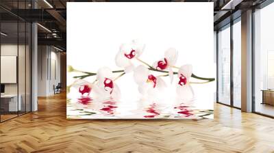 white orchid Wall mural