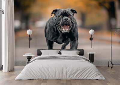 Angry and aggressive guard dog outdoors, protecting and providing security, open mouth, big jaw teeth. Photograph of a dangerous cane corso breed barking on the city street, looking at the camera. Wall mural