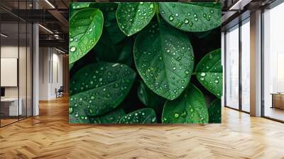 Green leaves with raindrop background texture Wall mural