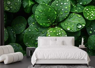 Raindrop background texture with nature green leaves Wall mural