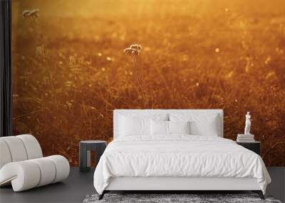 Abstract warm landscape of dry wildflower and grass meadow on warm golden hour sunset or sunrise time. Tranquil autumn fall nature field background. Soft golden hour sunlight panoramic countryside. Wall mural