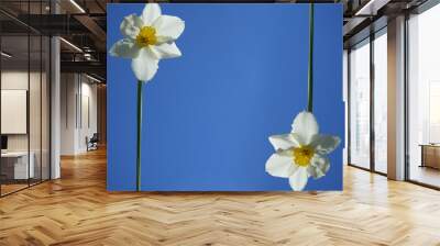 white petals. yellow daffodils in spring season. 2 two  flowers on clear blue sky background. seasonal backdrop. empty copy space for inscription.  happy easter frame . Wall mural