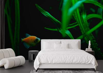 glowfish in aquarium Wall mural