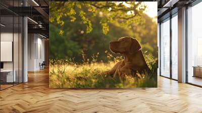 Dog resting under a tree in a grassy meadow at sunset Wall mural