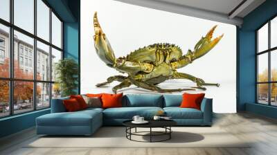 The big mud crab gets up in the fight stand and attacks on white background Wall mural