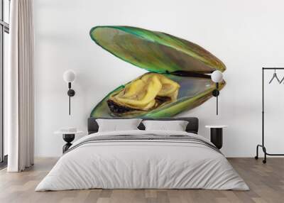 Very closely photographed green mussel on a white background. Wall mural