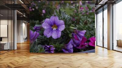 Garden full of beautiful pink and purple Calibrachoa flowers after rain Wall mural