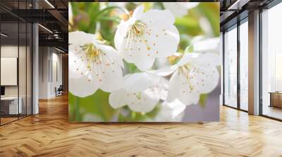 Spring blooming garden. Background with delicate flower cherry b Wall mural