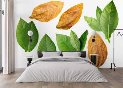 Dried fermented and fresh tobacco leaves (Nicotiana tabacum foliage) isolated png Wall mural