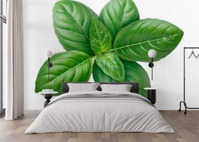 genovese basil isolated Wall mural