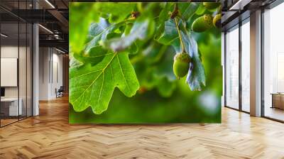 Green acorn hanging from a tree oak leaf background nature summe Wall mural