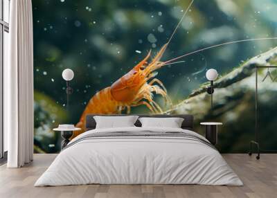 A single live shrimp in water Wall mural