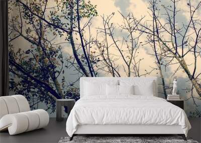 looking up tops of tree branches green nature abstract background Wall mural