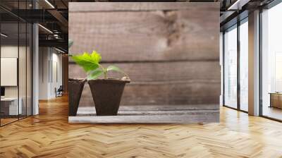 cucumber seedlings on a wooden background Wall mural