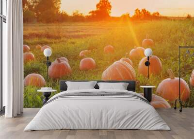 field with pumpkins at sunset Wall mural