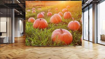 field with pumpkins at sunset Wall mural