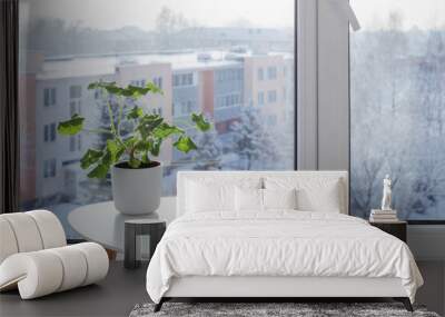 green house plants by window in winter Wall mural