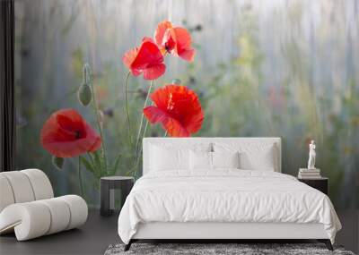 red poppy on sunny field Wall mural