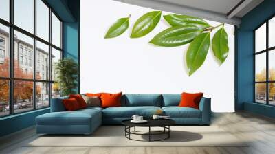 tropical green  leaves on white background Wall mural