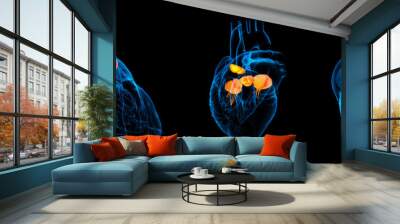 3d render illustration of the orange Heart valve x-ray collection Wall mural