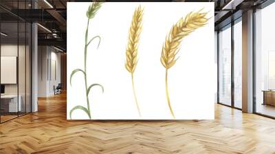 Watercolor wheat plant illustration set, graphic wheat stem clipart, food element Wall mural