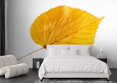 closeup yellow leaf of poplar or cottonwood tree isolated at white background. textured pattern of a Wall mural