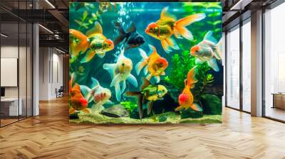 Goldfish in freshwater aquarium with green beautiful planted tropical. Colorful fish on green background Wall mural