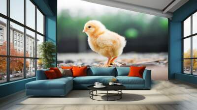 a little chicken in garden Wall mural