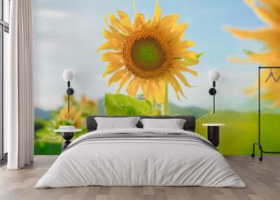 Close up of sunflower with blue sky background Wall mural