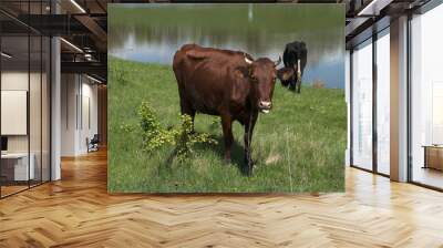 two cows graze Wall mural