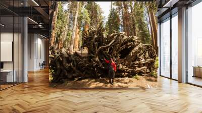 Man in Sequoia national park in California, USA Wall mural