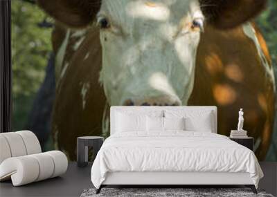 A cow with brown and white wool grazes on a green meadow Wall mural