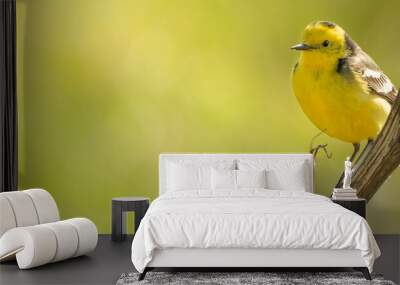 Western Yellow Wagtail, sitting on a branch and singing Wall mural