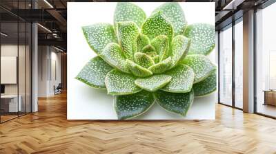 green plant isolated on white Wall mural