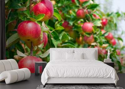 red apples on apple tree branch Wall mural