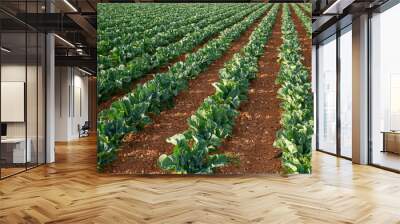 Spring field of cabbage rows, close-up Wall mural