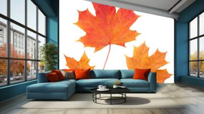 Yellow autumn maple leaves isolated on white background Wall mural