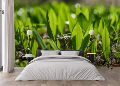 Young wild garlic leaves in the spring forest close-up Wall mural