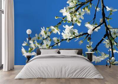 White blossom and Rufous Hummingbird flying in blue sky backgrou Wall mural